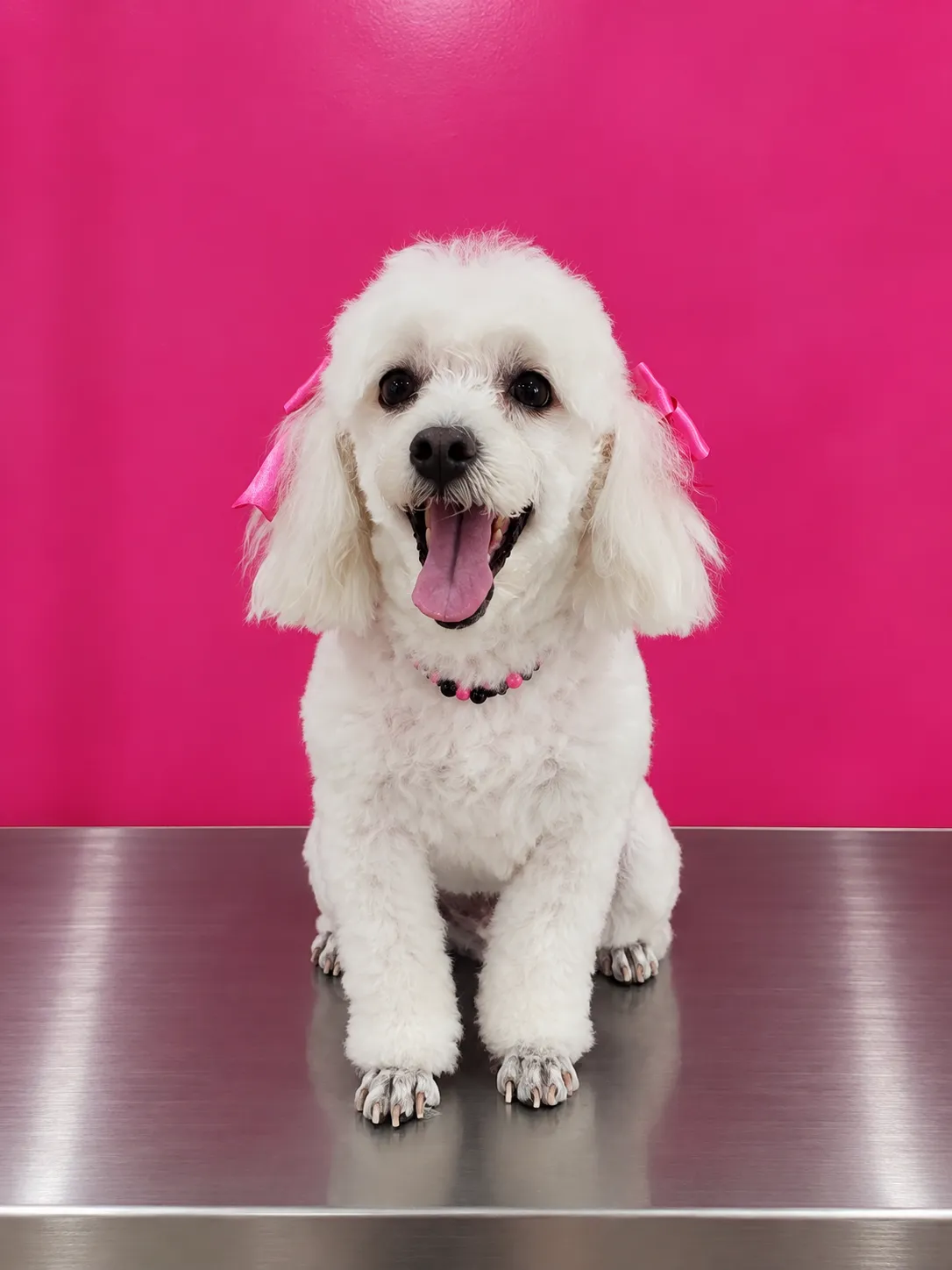 Perro de pelo rizado después de una sesión de peluquería a domicilio
