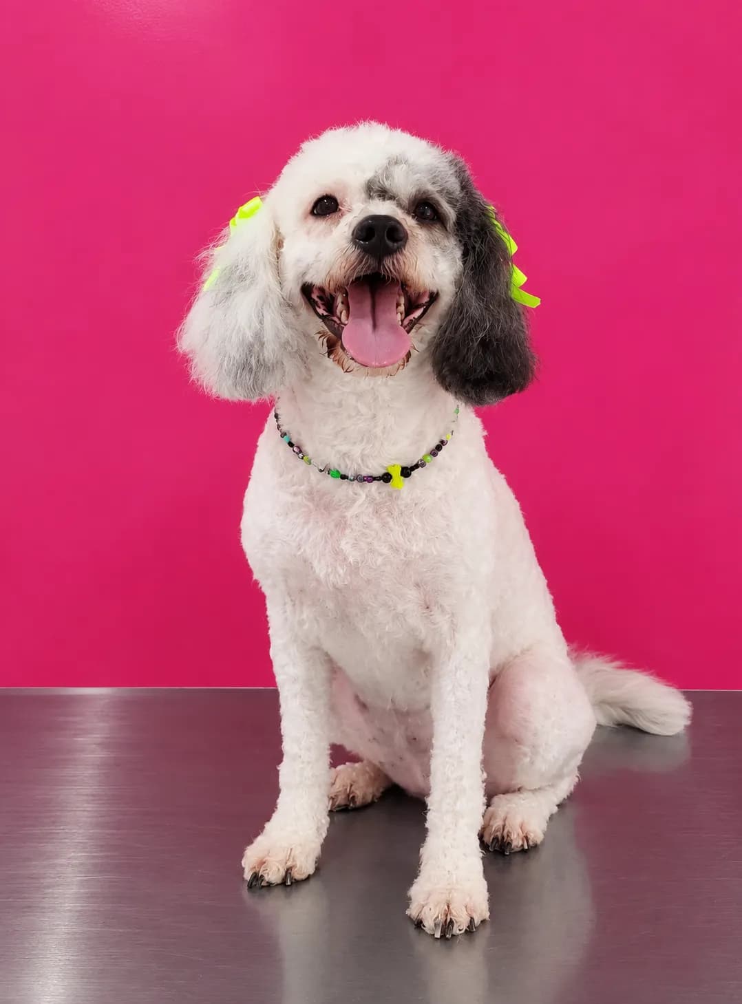 Perro de pelo rizado después de una sesión de peluquería a domicilio