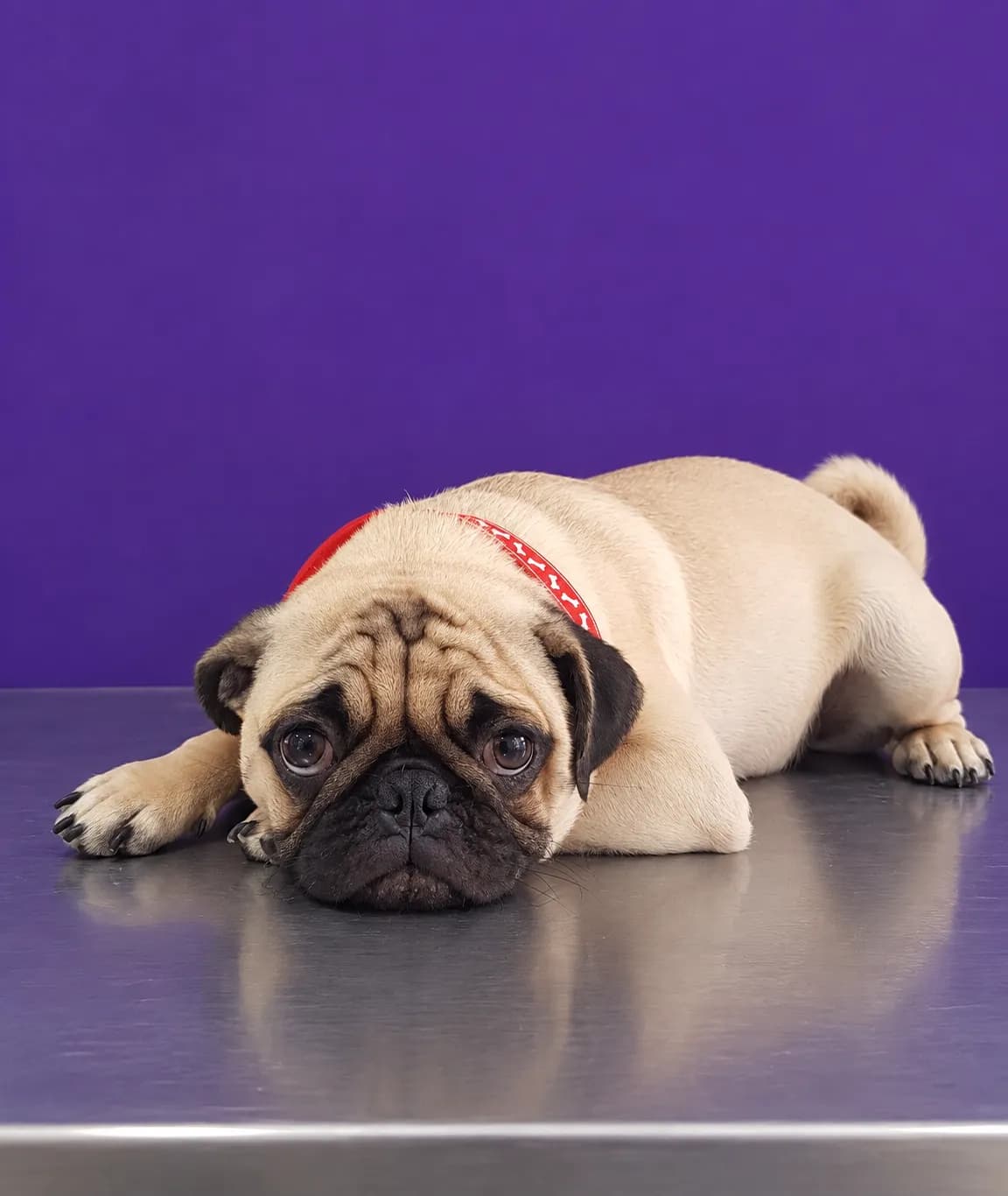 Perro de pelo corto después de una sesión de peluquería a domicilio