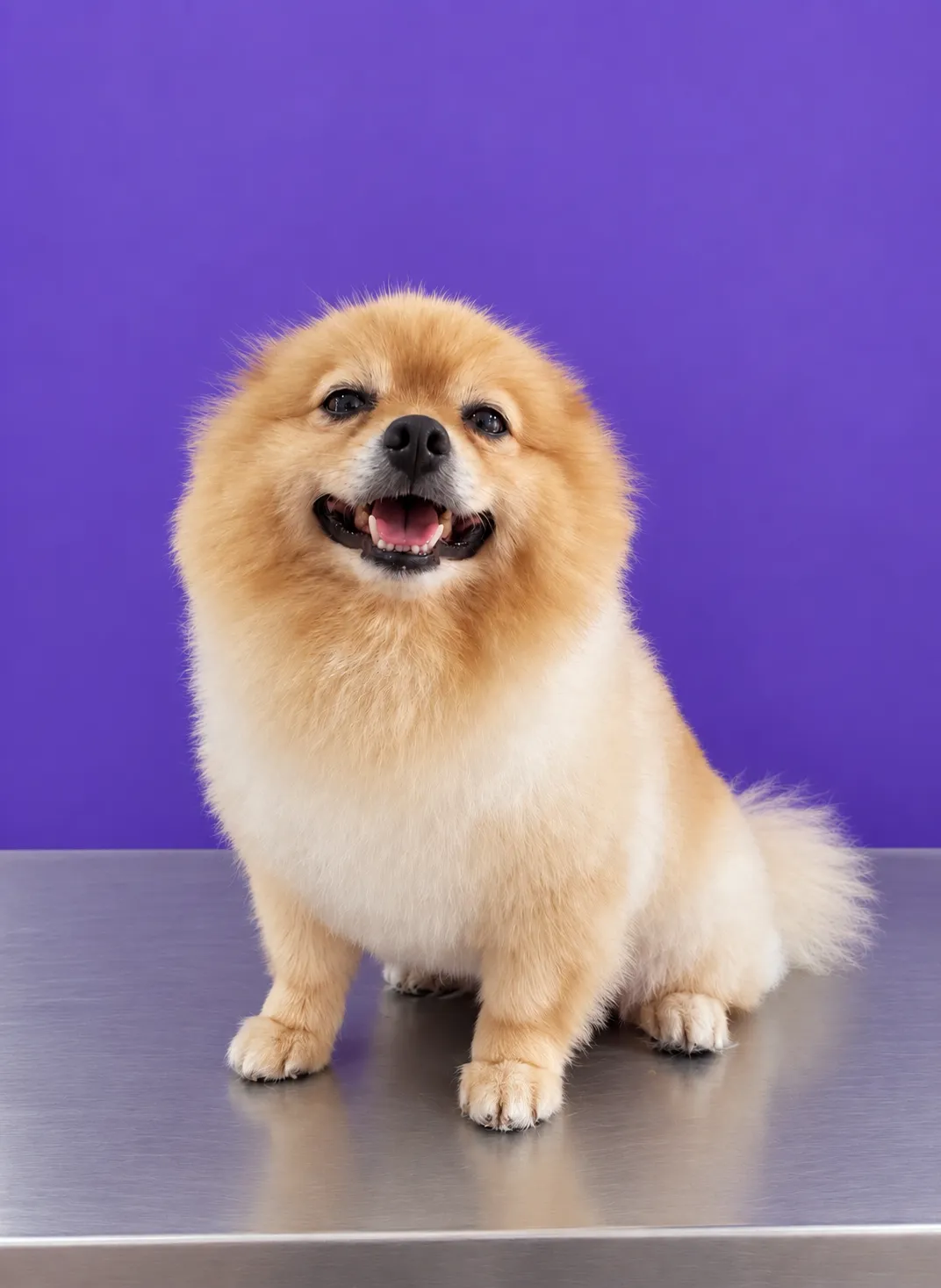 Perro de pelo largo después de una sesión de peluquería a domicilio