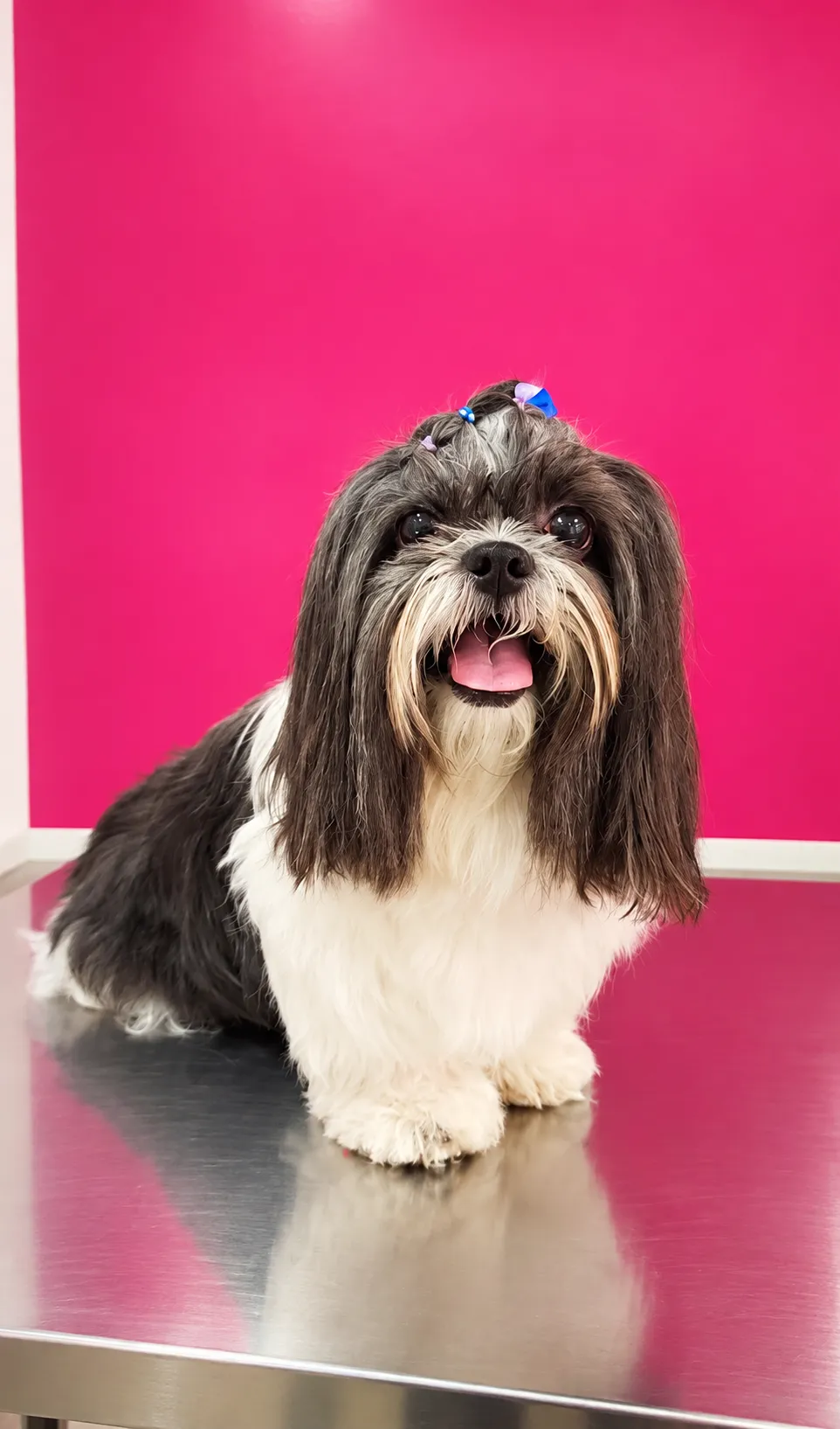 Perro de pelo largo después de una sesión de peluquería a domicilio