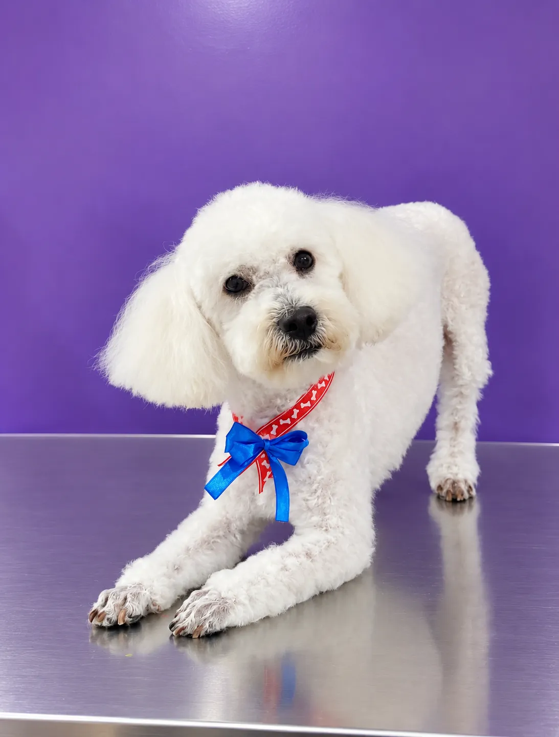 Perro de pelo rizado después de una sesión de peluquería a domicilio