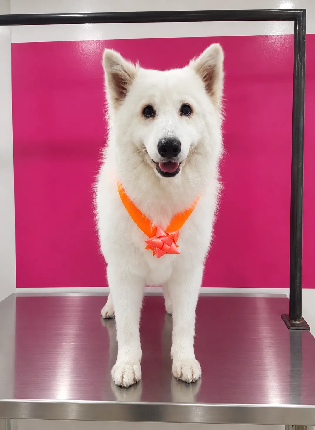 Perro de pelo largo después de una sesión de peluquería a domicilio