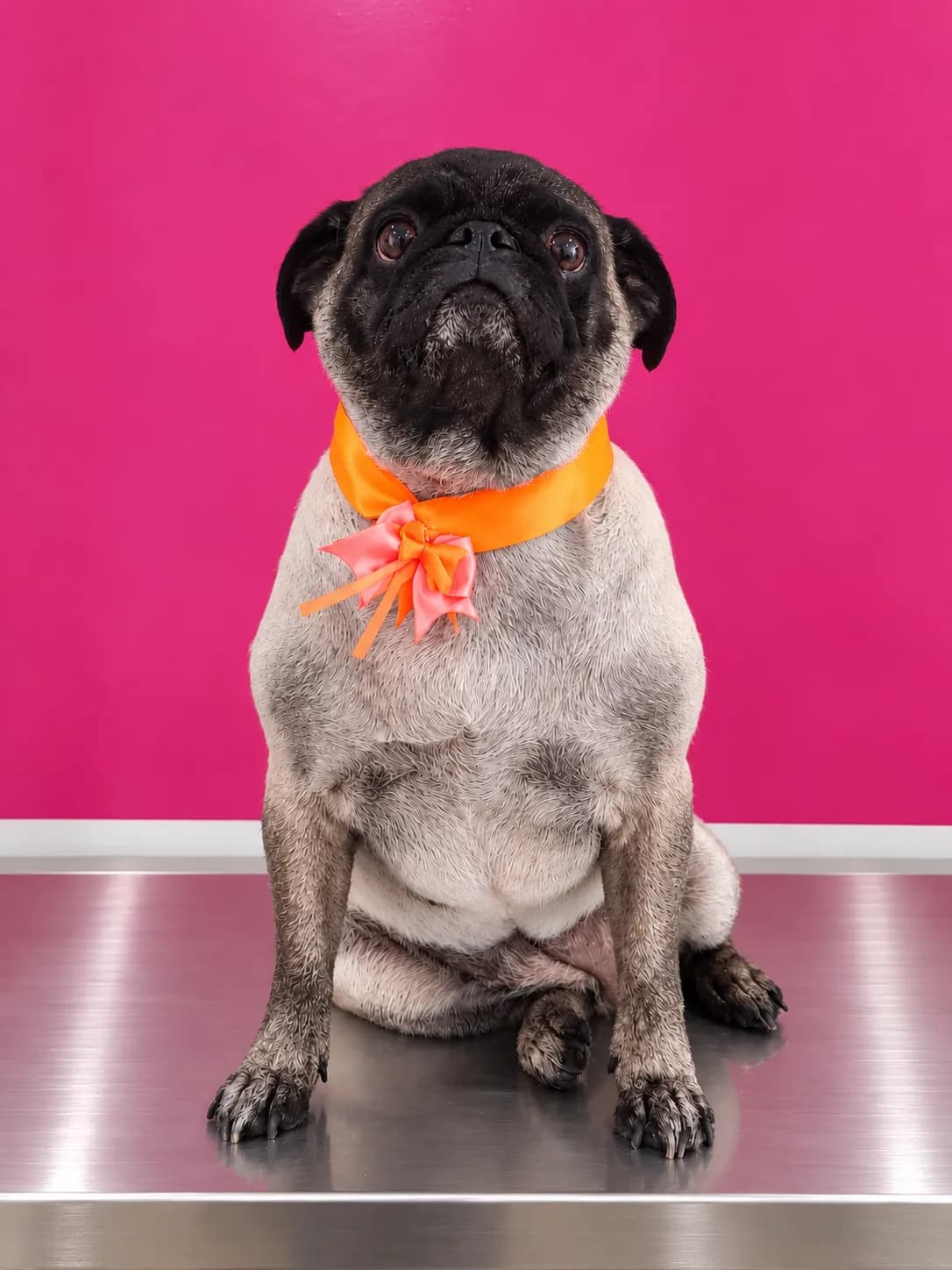 Perro de pelo corto después de una sesión de peluquería a domicilio